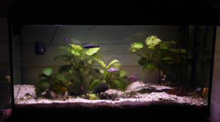 aquarium 200l Tanganyika