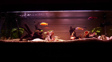 aquarium 300l Victoria