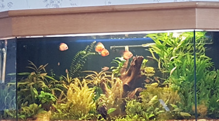 aquarium discus