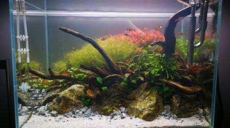 aquarium 80l