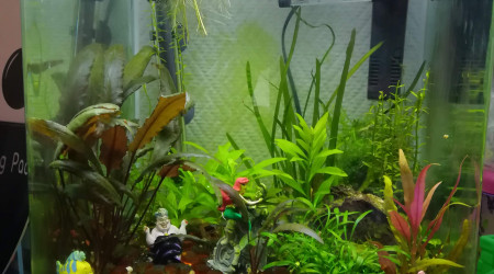 aquarium 30L Lana