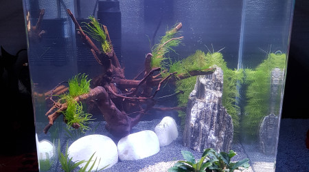 aquarium 30L Spé crevettes