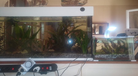 aquarium aquarium pour alvins