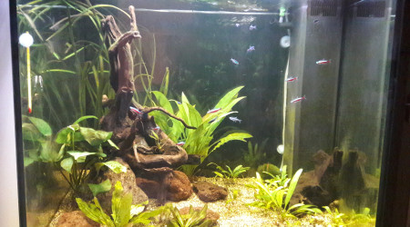 aquarium Communautaire 200 litres