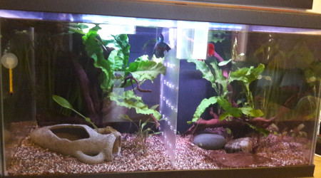 aquarium Betta 54 litres