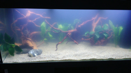 aquarium juwel 450