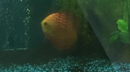 aquarium Biotope discus