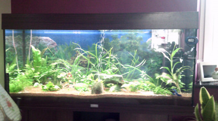 aquarium Dujardin