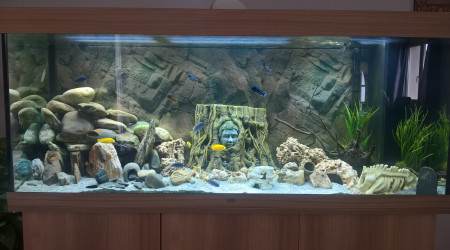 Aquarium Juwel RIO 450 Litres