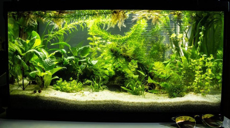 aquarium Aquatlantis 61L