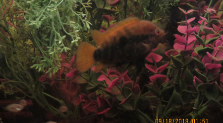 aquarium cichlidés archocentrus multispinosus