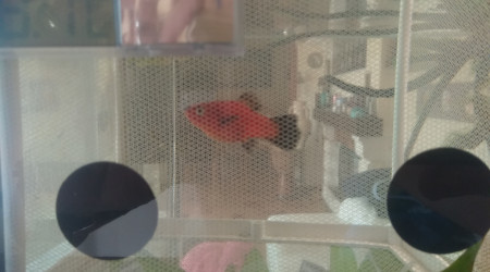 platy placer en couveuse (filet) le 19 sept