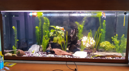 aquarium Aquarium 240l