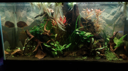 aquarium 233l amazonien