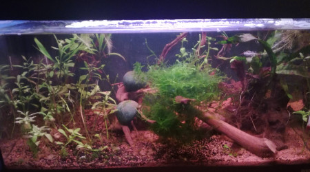 aquarium 60 L