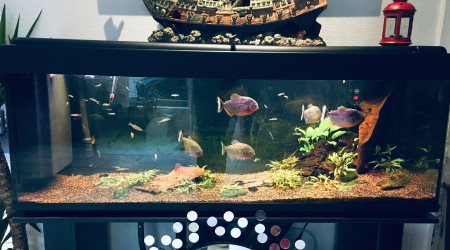 aquarium Piranhas