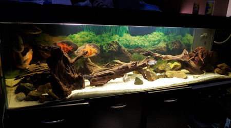 aquarium 1200L AMC et  AMS