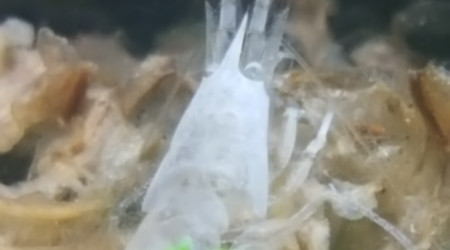 Ghost Shrimp
