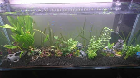 aquarium 240l