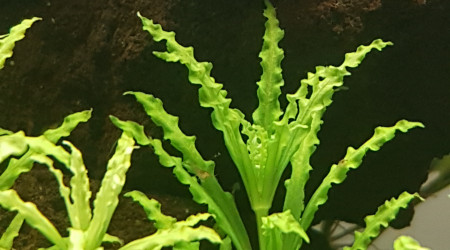 Premier bébé crevette !