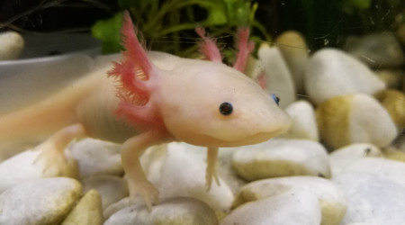 aquarium Axolotl leucistique