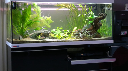 aquarium 250L