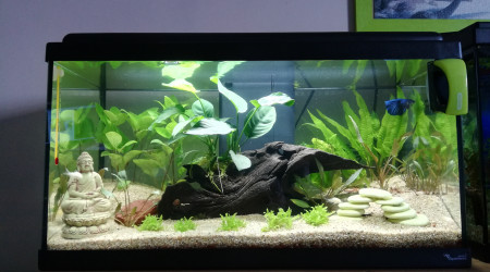 aquarium 50L