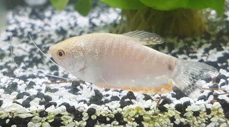 Trichogaster leerii femelle