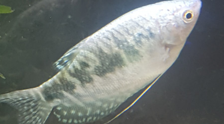 Trichogaster leerii mâle