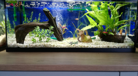 aquarium 80L