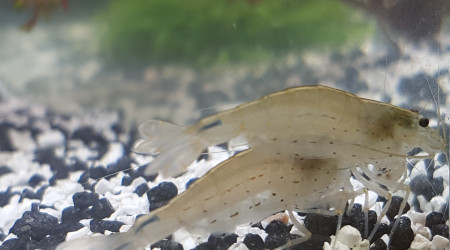 crevettes caridina multidentata