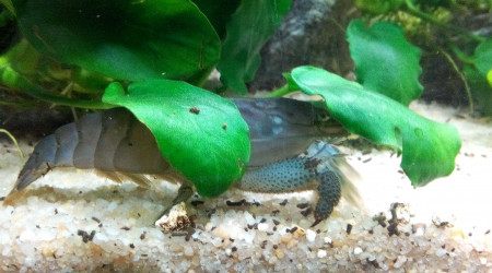 Bac Amérique du Sud