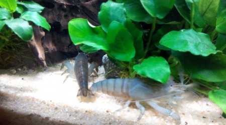 Bac Amérique du Sud