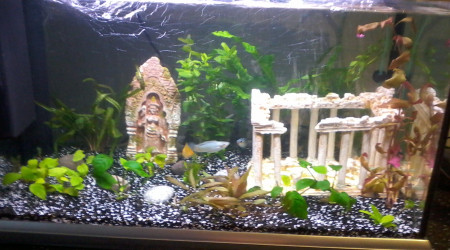 aquarium Aquarium 60 litres