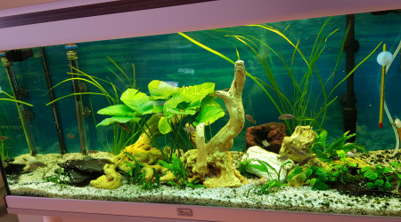 aquarium Cichlides nains NEOLAMPROLOGUS MULTIFUSCIATUS