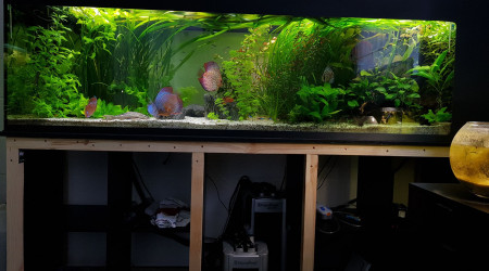 aquarium Discus