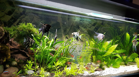 aquarium Scalaires