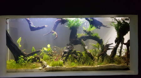 aquarium Type amazonien