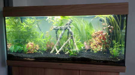 aquarium Aquarium 1