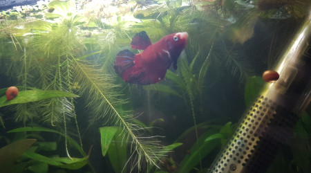 aquarium Betta koi