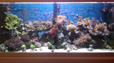 aquarium Reef