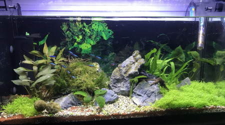 aquarium 100l