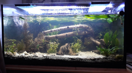 aquarium Amazonien