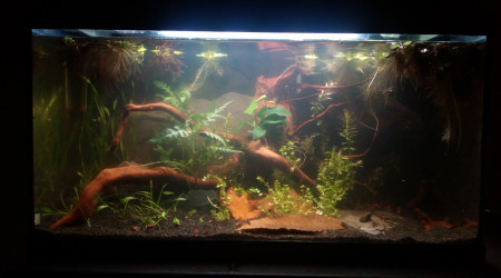 aquarium 54l killies