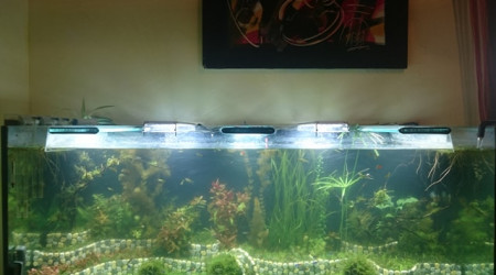 aquarium mon quaqua