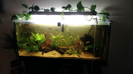 aquarium 200l