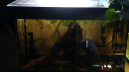 aquarium 60l reproduction