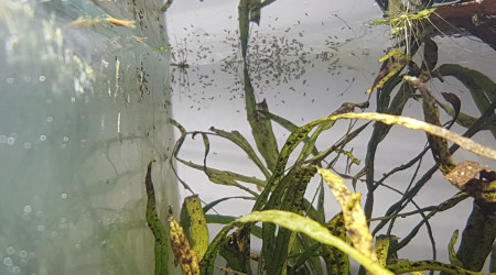 Invasion d'ostracodes