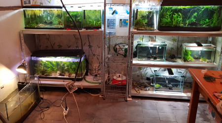aquarium Fishroom