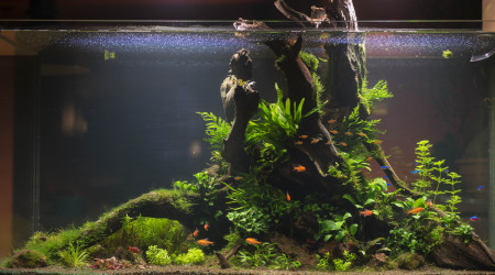 aquarium Rêve de Printemps